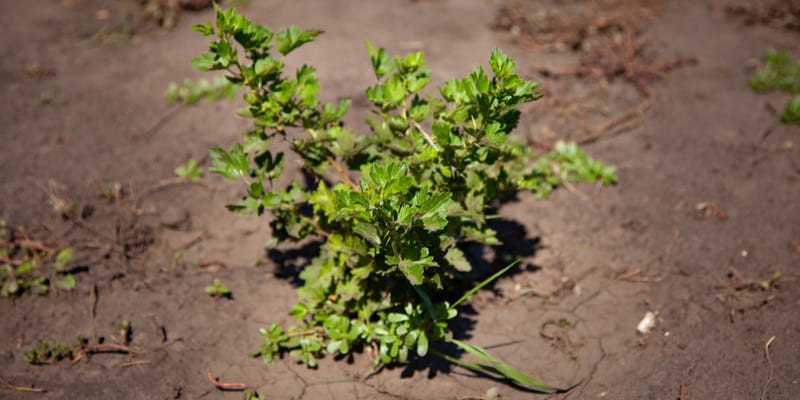 There are two common reasons for gooseberries not fruiting, one is they are to young and the other is incorrect or no pruning.