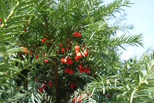 Yew trees, very toxic to dogs