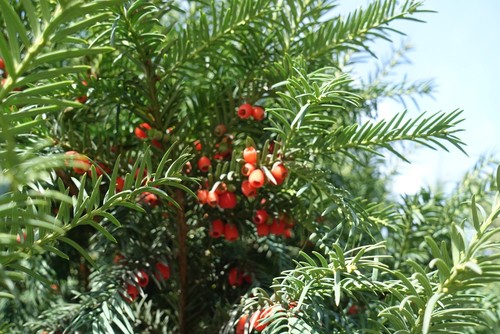 are conifers poisonous to dogs