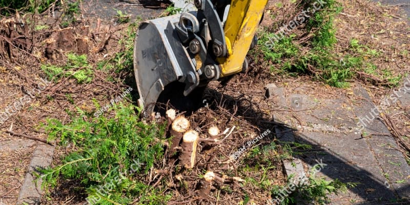 A common question is "how deep are conifer roots?" In general, conifers are shallow rooted but they can spread much wider.