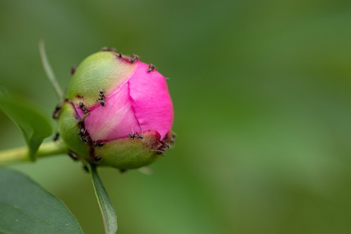 Ants on peony that actually do no harm