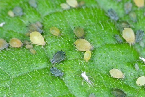 Aphids including greenfly with attack fresh foliage or many plants and perennials