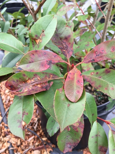 Black spot on Photinia red robin which is best cut back hard and improving growing conditions