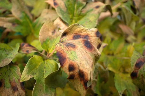 Blight on peonies that cause black spots on leaves