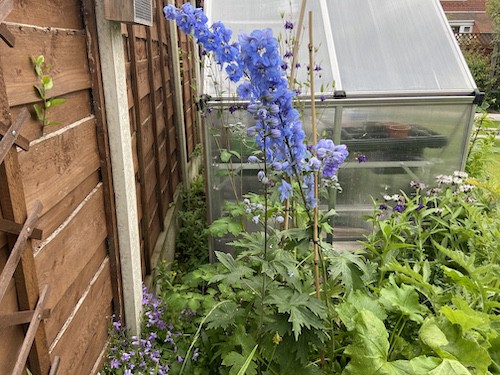Choosing the best position for delphiniums