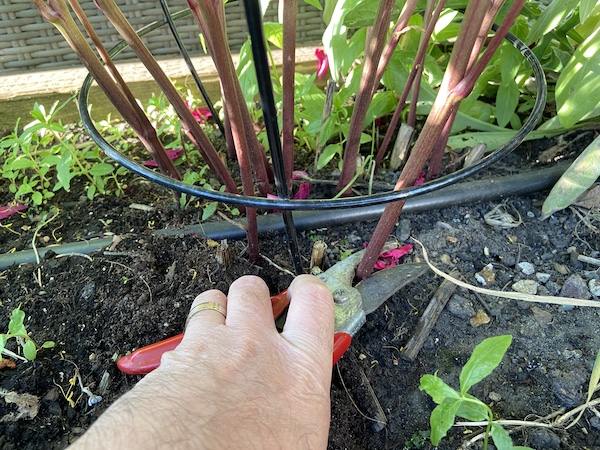 Cutting back peonies do next year flower buds can form at ground level.