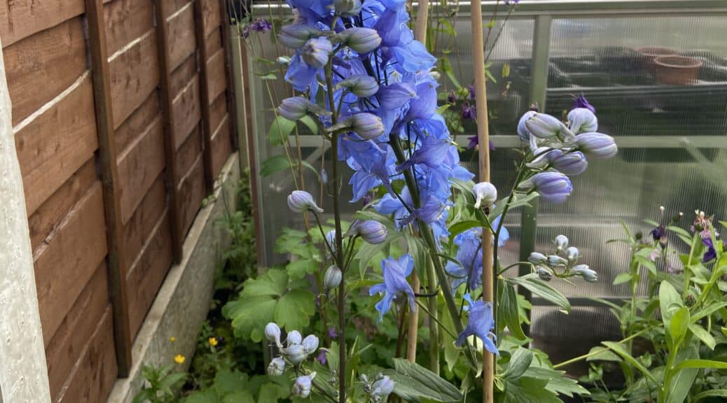 Delphinium problems - pests and diseases