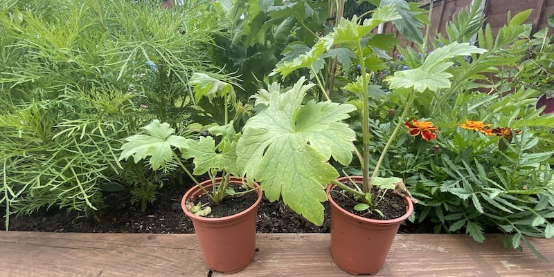 Growing delphiniums from cuttings