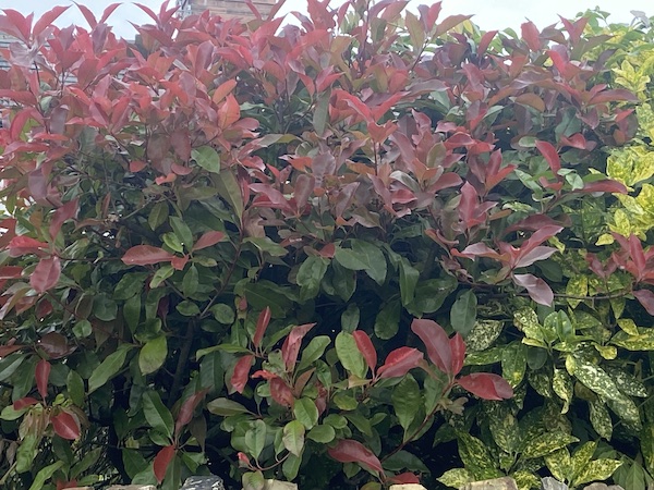 Healthy Photinia red robin with no black spot or diseases