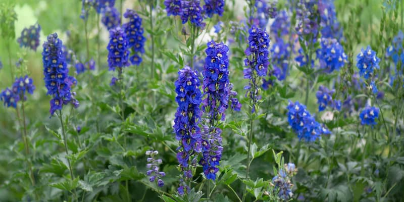 How and when to divide Delphiniums to get the most out of them.jpg