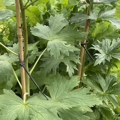 I show you how I stake my own delphiniums as well as use peony cage to stop the top heavy flowers bending and breaking.