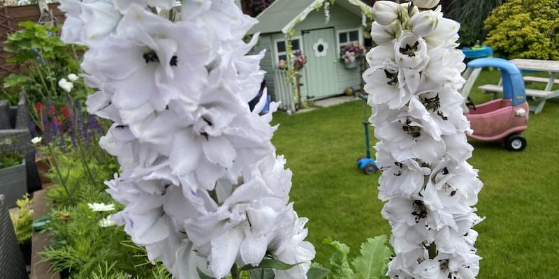 How to grow and care for delphiniums