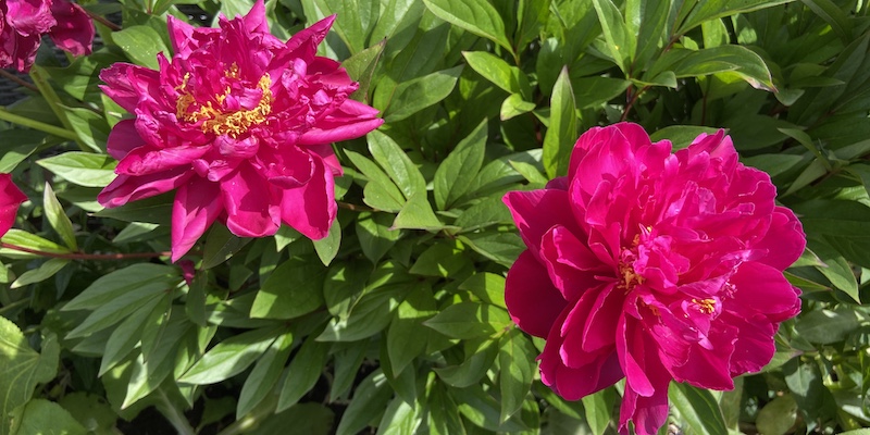 How to grow peonies in pots from choosing the best variety to choosing a pot and winter care