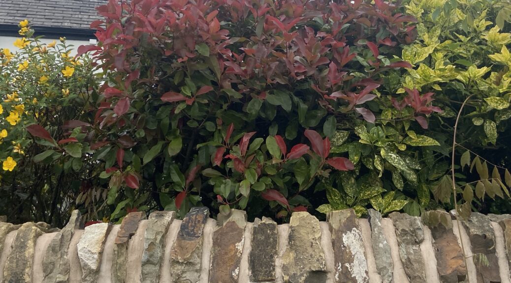 In this guide, I show you how to grow photinia plants from cutting step by step from when to take cuttings to planting them out.