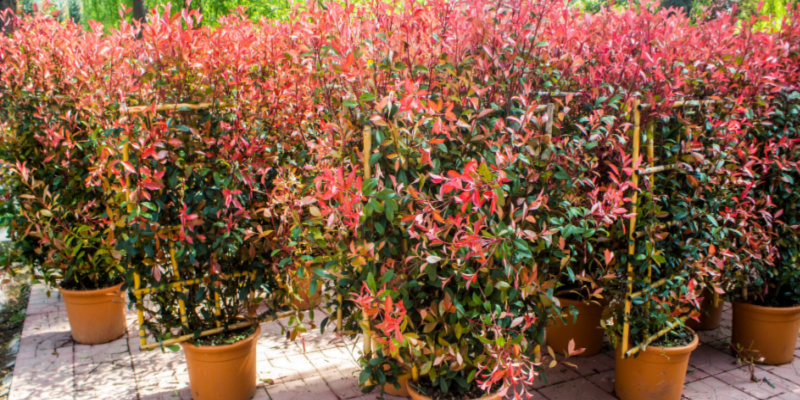 In this guide, I show you how i grow my photinias in pots and how to care for them from planting to pruning and winter care.