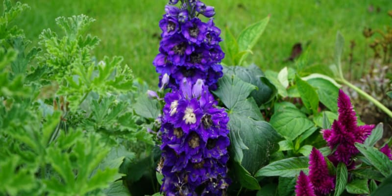 I explain how to keep delphiniums over winter from cutting them back to mulching and watering