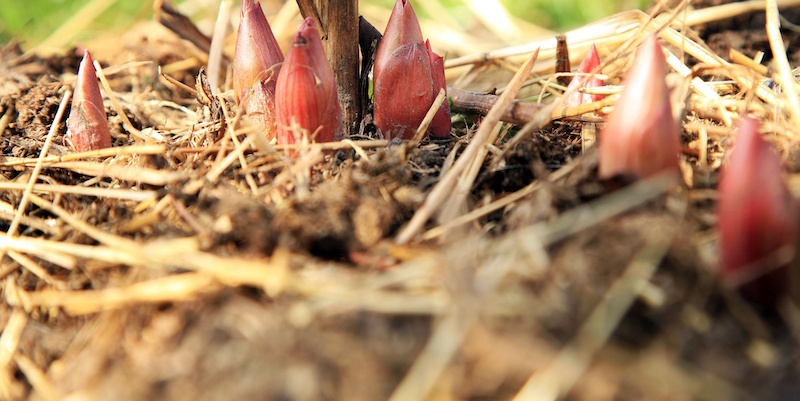 How to overwinter peonies to protect them in winter