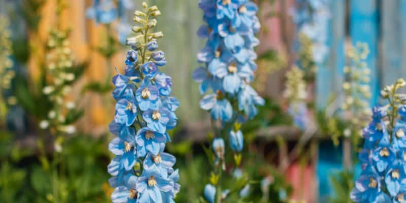 Following along and learn how to propagate delphiniums by seed, basal cuttings and dividing. In depth guide for each process
