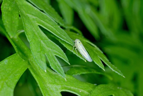 Leafhoppers that also spread aster yellow virus