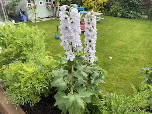 My white delphiniums growing in a raised bed