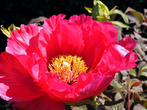 Peony Dublin is an excellent choice for containers because it does grow much taller than 50cm
