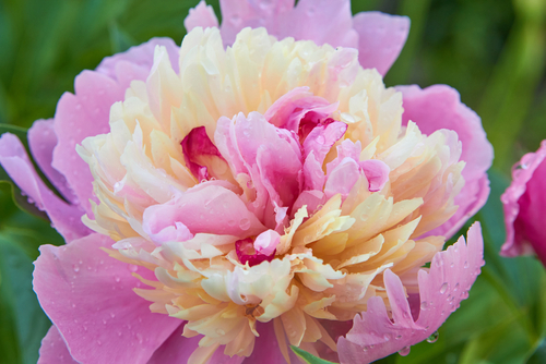 Peony Gay Paree is another stunning peony ideal for growing in deep containers