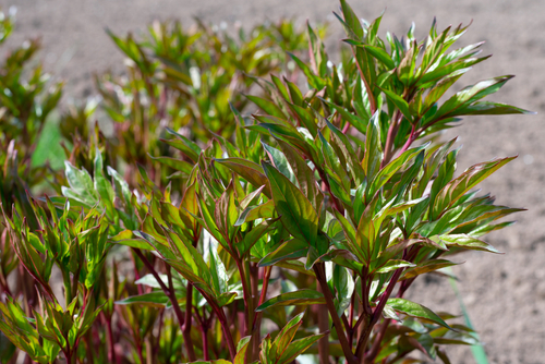 Peony not flowering as it not producing any buds
