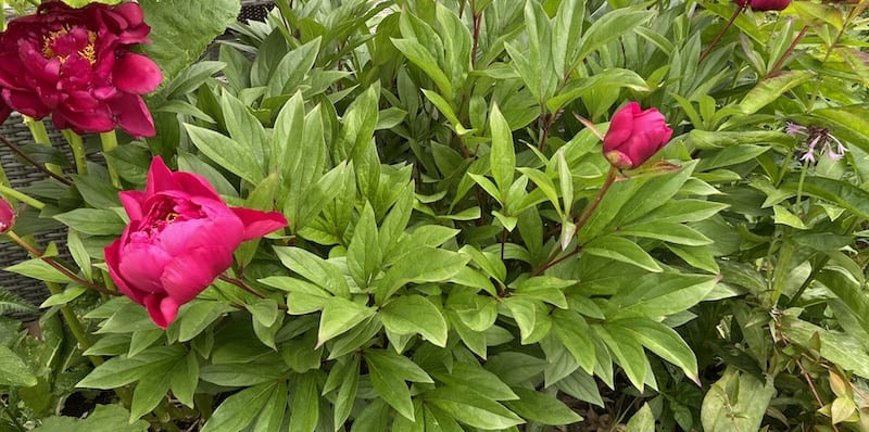 Peony pests and diseases and how to treat them