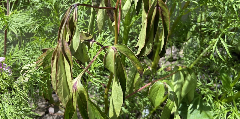 In this guide, I share from my own experience why sometimes the leaves on peonies, sometimes wilt and buds drop.