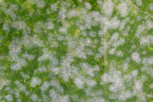 Powdery mildew on plant leaves