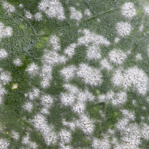 Powdery mildew attacks the leaves and causes a white mould to spread to the leave and stems