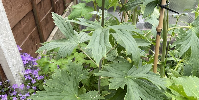 In this guide I talk from experience with growing delphiniums and why they sometimes don't flower and how to encourage flowering