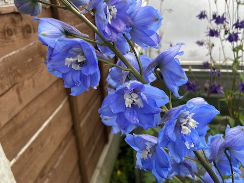 Some delphiniums I grown from seed in there second year