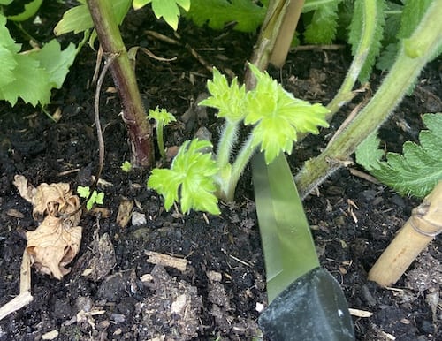 Taking delphinium cuttings from base of plant