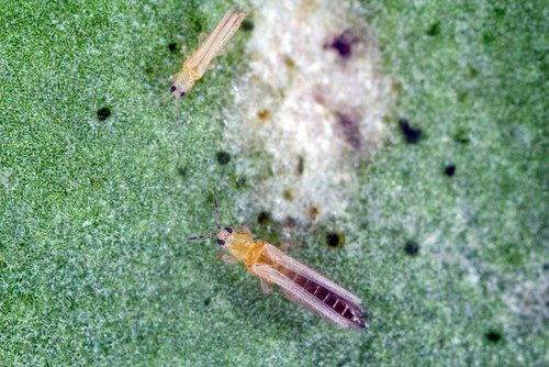 thrips that attach peonies and can cause leaves to wilt and buds to drop