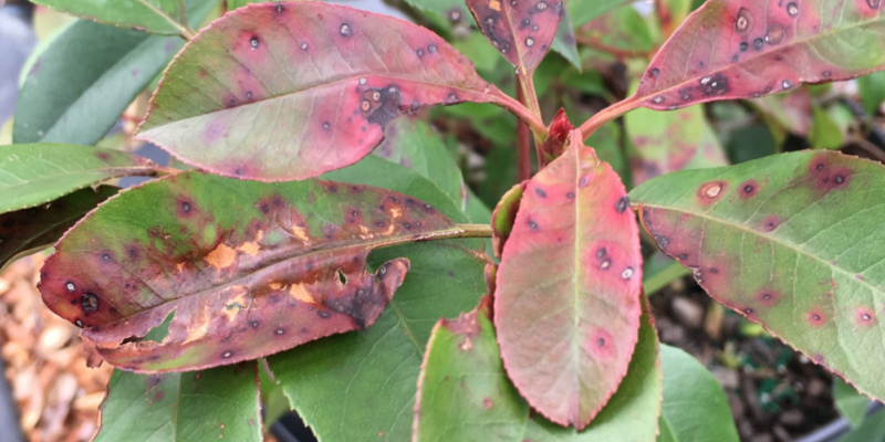 In this guide, I talk about how to deal with black spots on Photinia leaves that are very unsightly. Learn how to prevent and treat it.