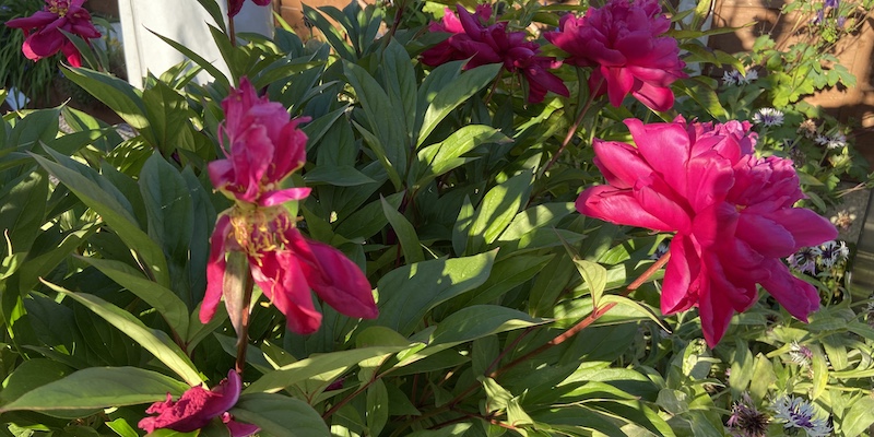 In this guide, I show you what I do with peonies after they bloom from deadheading to cutting them back to prevent peony wilt.
