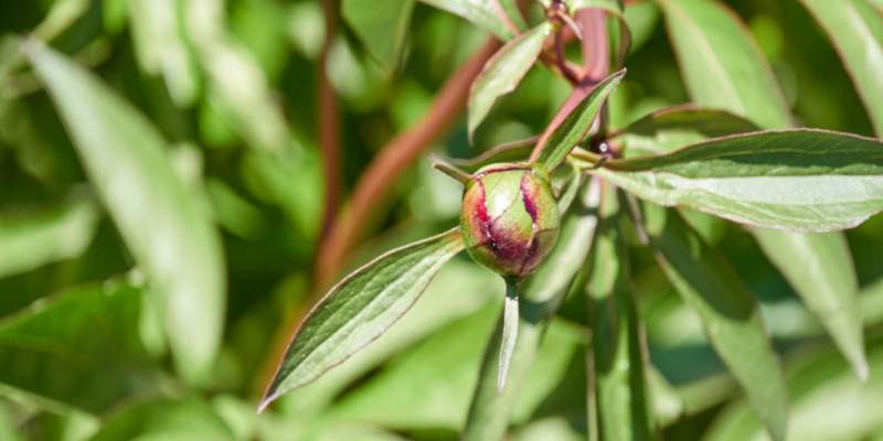 In this guide, I help you identify what might be eating your peonies with the two main culprits being scale insects and thrips. Learn more