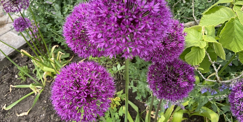 Learn when and how to plant and grow alliums in the ground and pots from when to plant them, general care and pests and diseases.