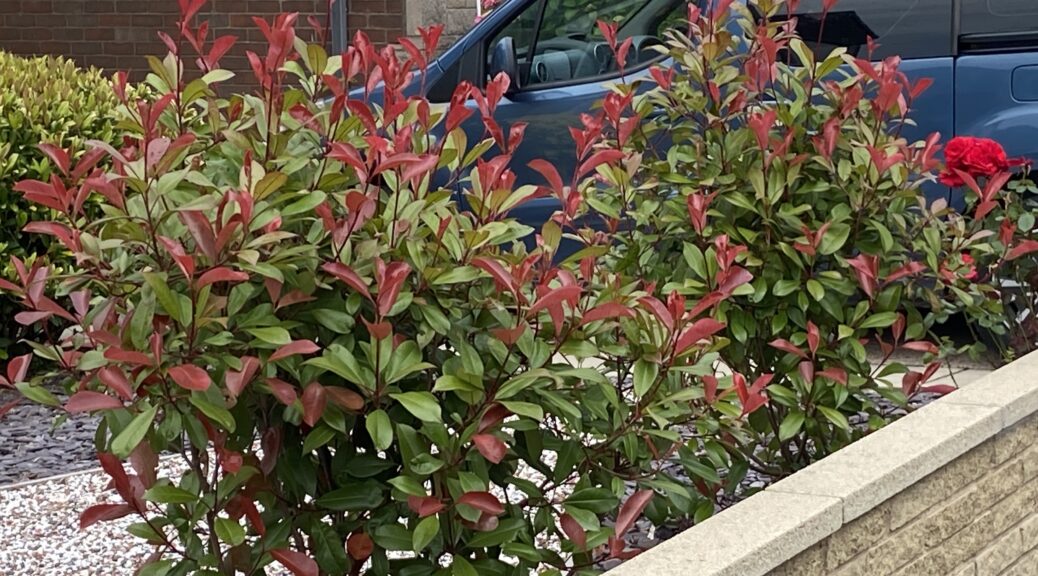 In this guide, I show you how to prune photinia red robin and discuss when the best time of year to do this is. Learn more now