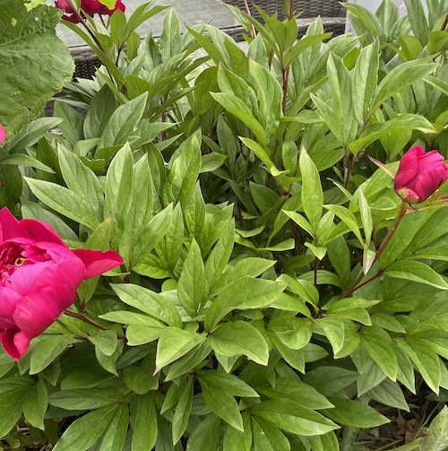 When planting peonies in pots they need holes in the containers and free-draining soil