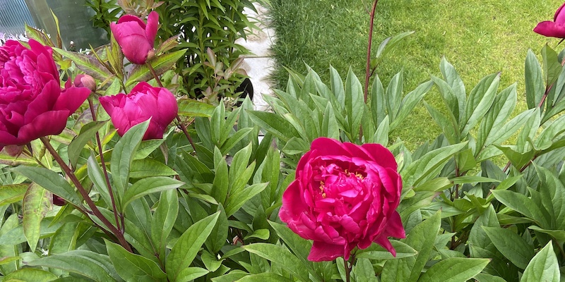 There are a few common reason why peonies sometimes don't bloom from them being planted to deep to bud blast.