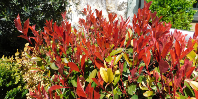 In this guide, I talk about Why your photinia leaves are turning yellow and falling off. It has many causes from disease to stress from cold weather or lack of water.