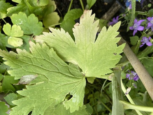 Yellowing leaves on delphinium caused by poor soil conditions