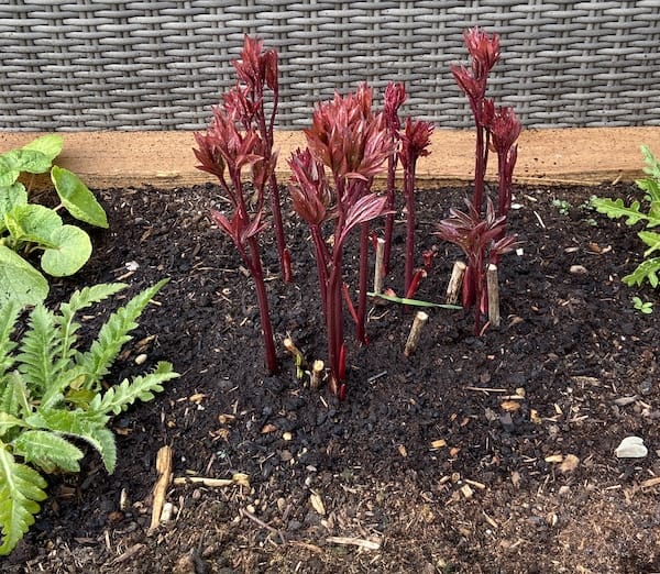 new peonies shoots in spring