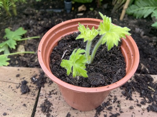 newly planted delphinium cutting