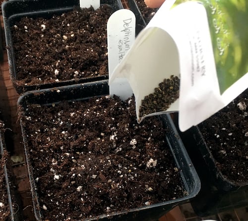 sowing delphinium seeds into 9cm pots