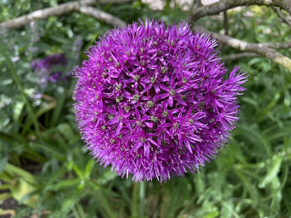 Allium grown in pots in gritty soil based compost