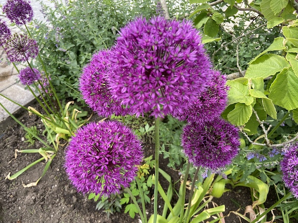 Alliums planted close together need dividing to keep them flowering