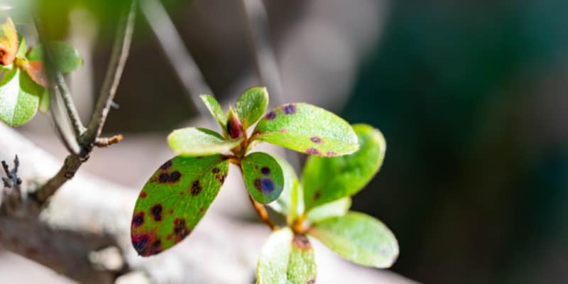 In this guide, I identify many pest and diseases that attack azaleas and how to prevent and treat them. Includes mildew, rust, leaf spot, scales